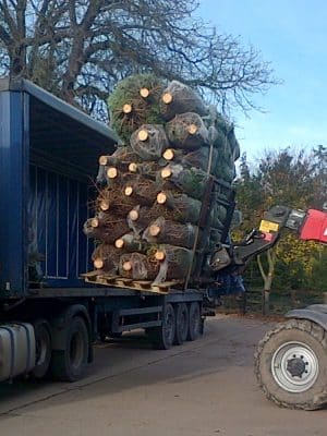 wholesale Real Christmas trees