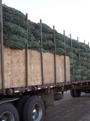 wholesale-Real Christmas Trees Package medium
